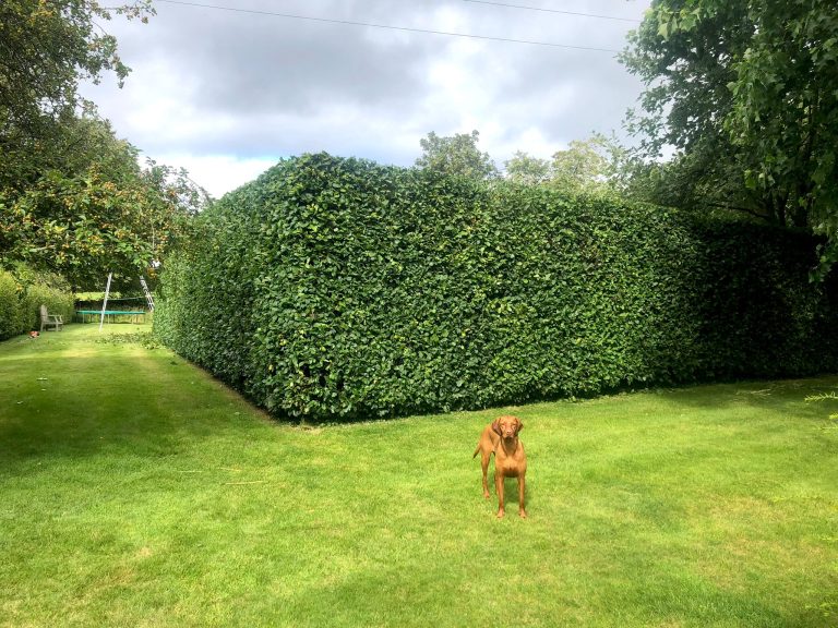 Hedge Cutting 