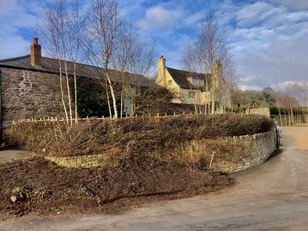 Hedgerow at Gloucester Farm